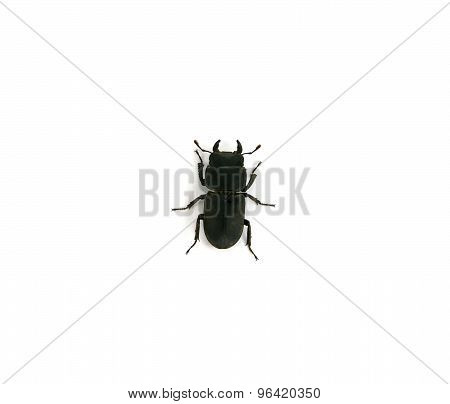 Dorcus Parallelipipedus