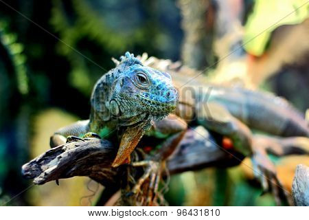 portrait of iguana head