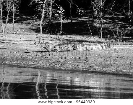 Alligator lying on a river bank