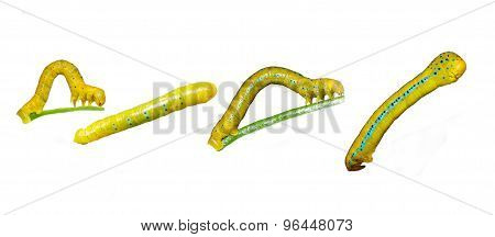 Caterpillar Of Dysphania Militaris Moths