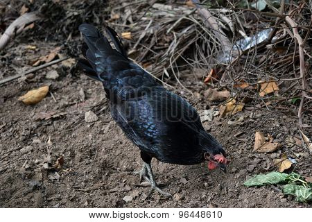 black hens chicken -  animal of wildilfe