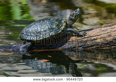 Water turtle marching on a log
