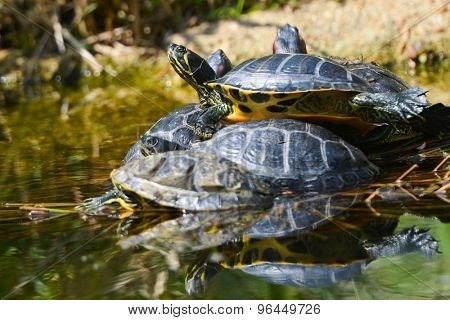 Water turtles in funny bunch
