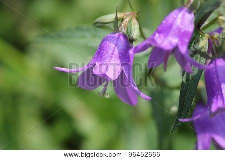 Harebell (Campanula rotundifolia)