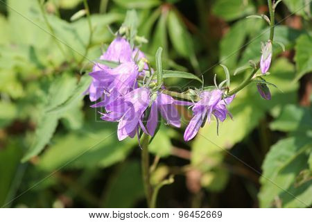 Harebell (Campanula rotundifolia)