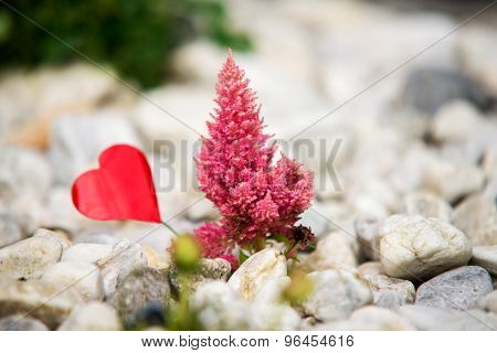Pink Flower With Red Heart