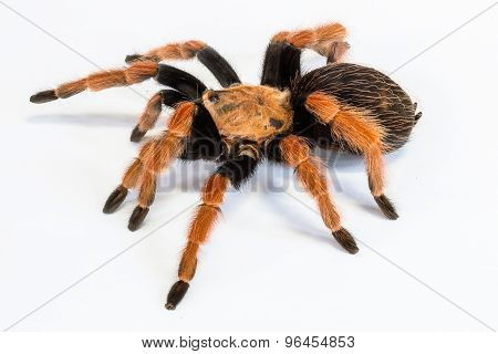 Fireleg Tarantula
