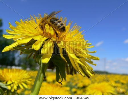 Çalışma Bee