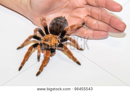 Fireleg Tarantula