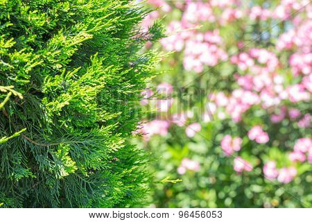 The branches of the cypress