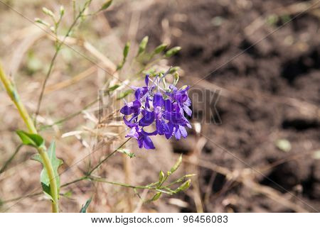 Wild Flower