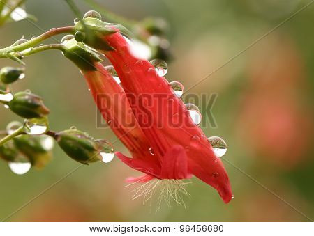 Water droplets on red Penstemon flower - macro