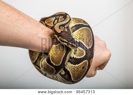 Royal Python