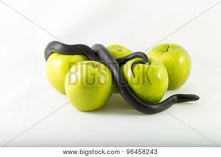 Temptation