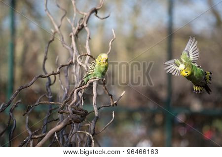 Budgie Flying With His Wings Spread
