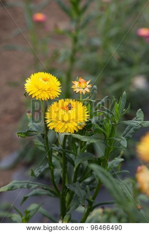 Strawflower - Stock Image