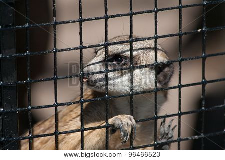 Suricate In Captivity