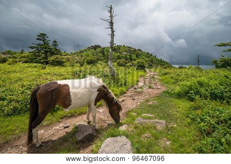 Grayson Highlands Summer Morning 3