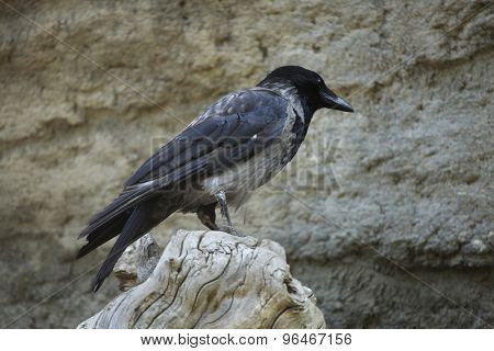 Hooded crow (Corvus cornix). Wild life animal.