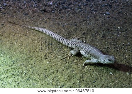 Desert iguana (Dipsosaurus dorsalis). Wildlife animal. 