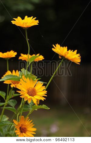 rudbeckia