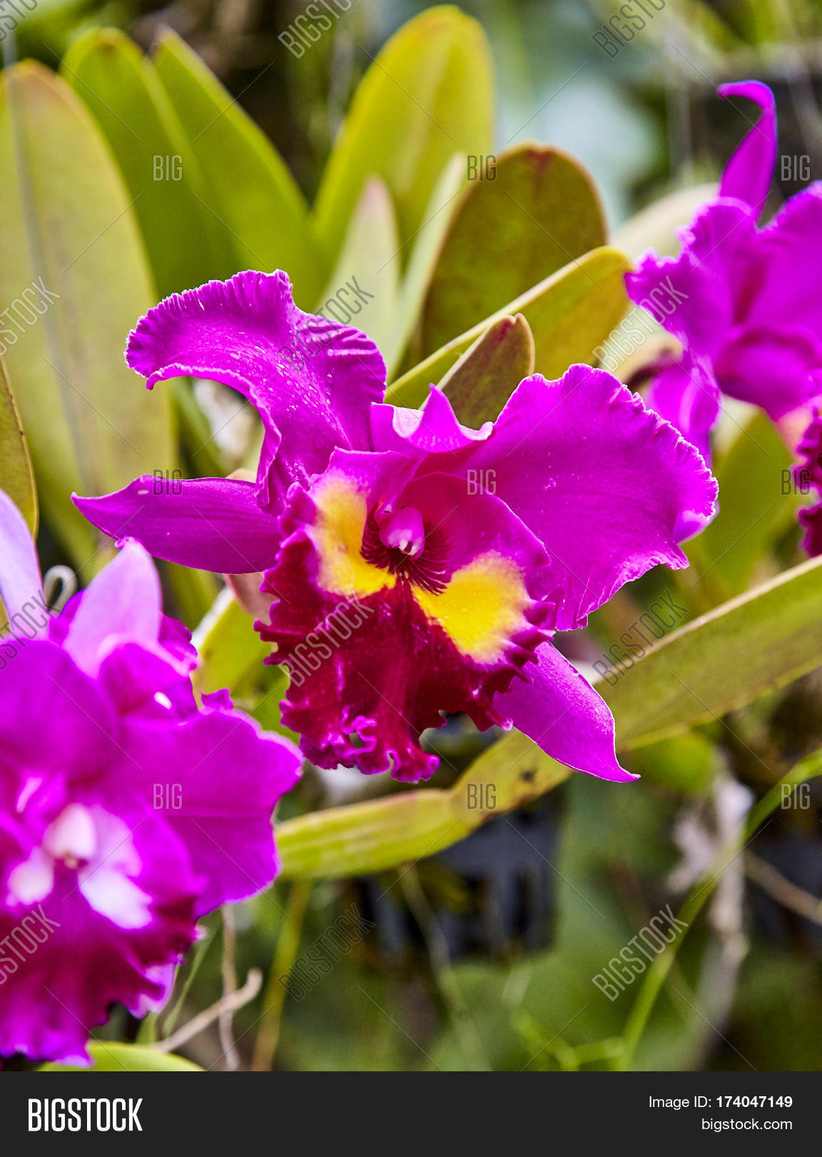 Purple Orchids, Violet Image & Photo (Free Trial) Bigstock