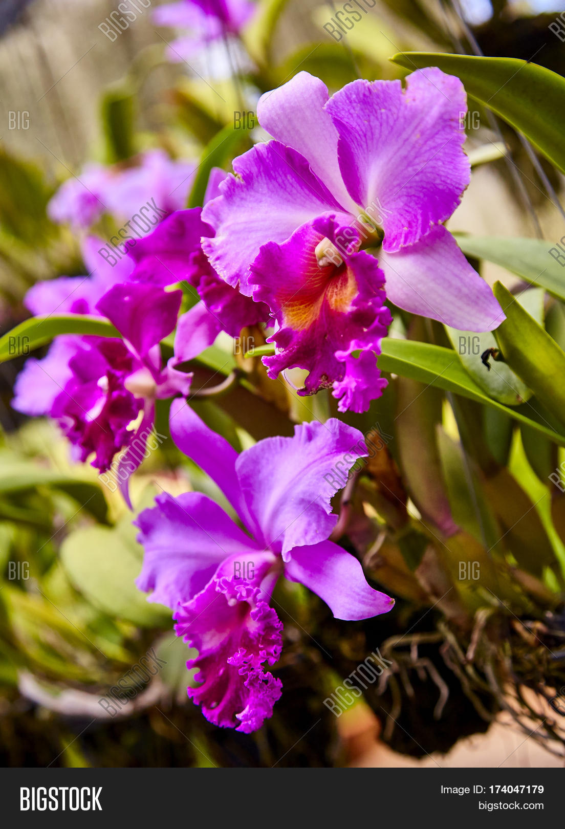 Purple Orchids, Violet Image & Photo (Free Trial) Bigstock
