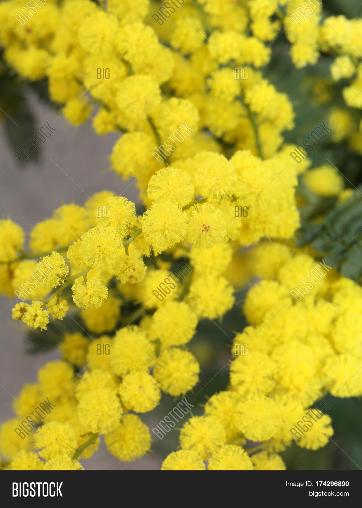 Yellow Mimosa Flowers Image & Photo (Free Trial) Bigstock