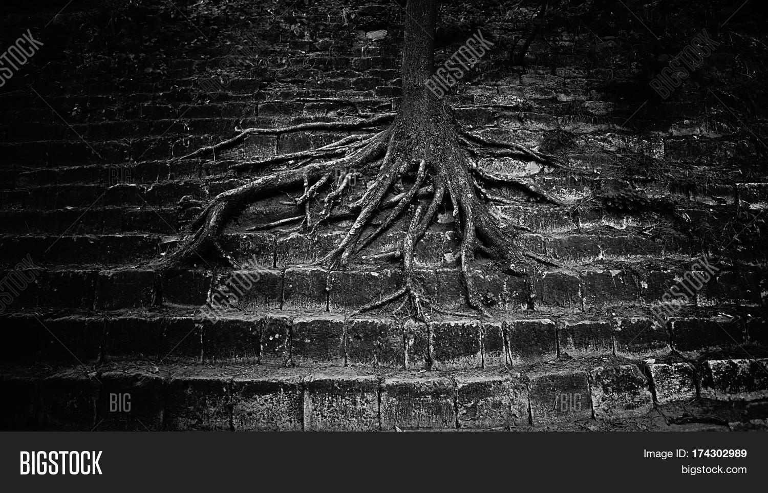 Very Large Tree Roots Image & Photo (Free Trial) | Bigstock