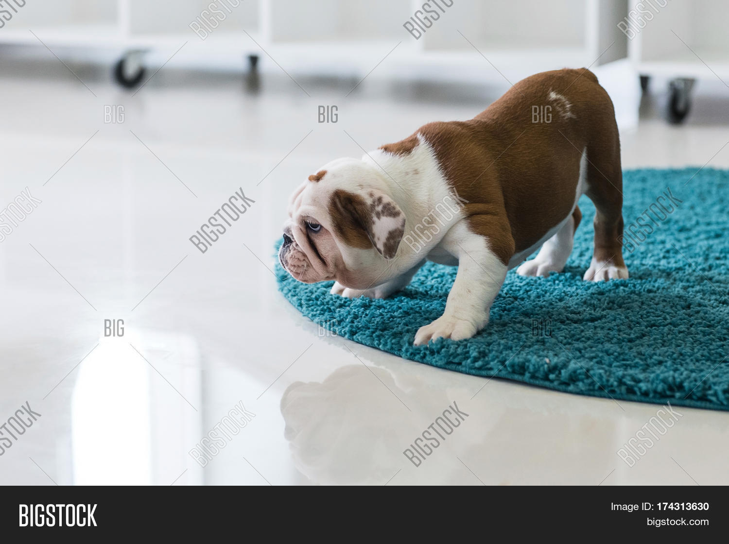 free english bulldog puppies to good home