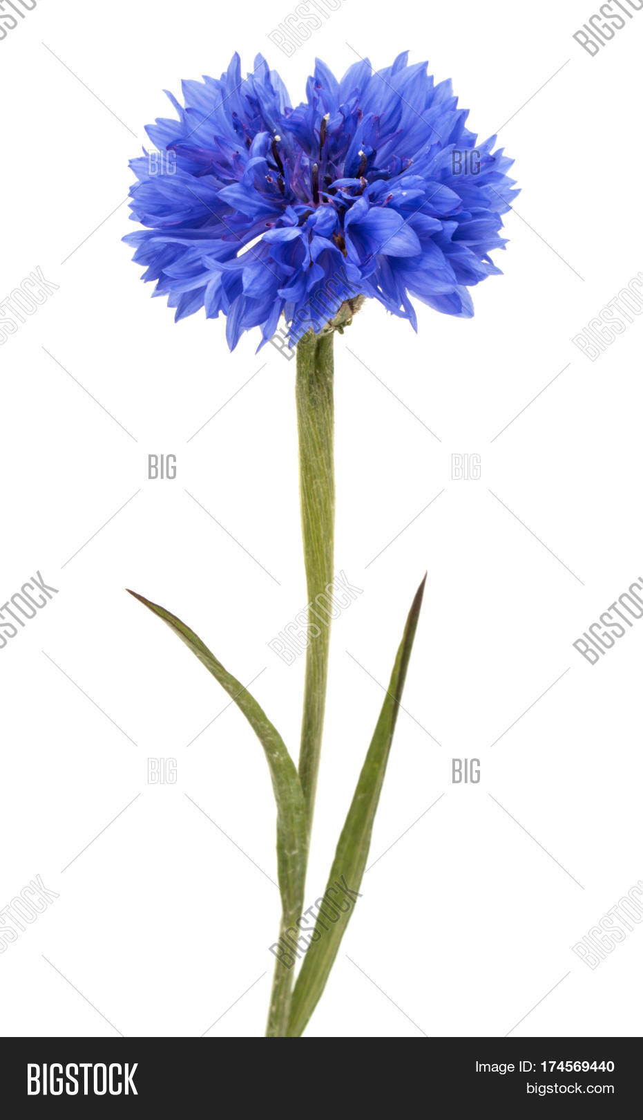 Blue Cornflower Herb Image & Photo (Free Trial) Bigstock