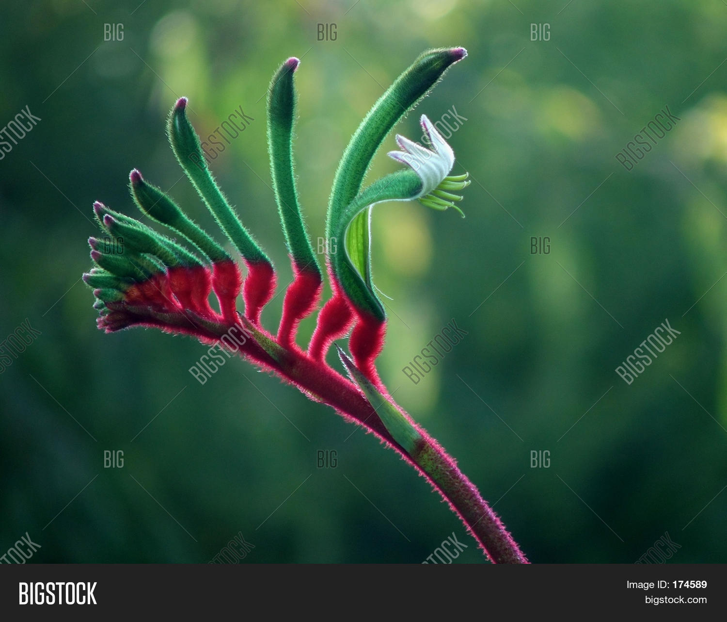 Flowers Kangaroo Paw Image & Photo (Free Trial) Bigstock