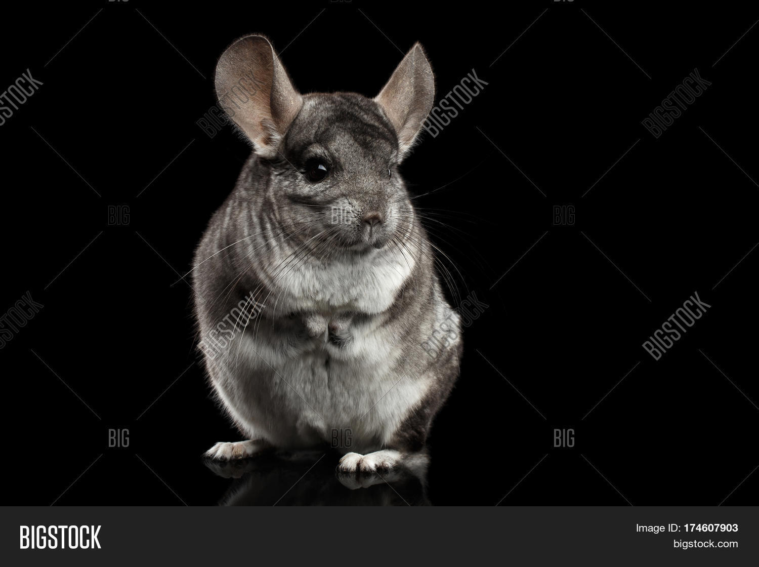 Dynamic Dark Grey Chinchilla Design Collection Dynamic Dark Grey Chinchilla Design Collection