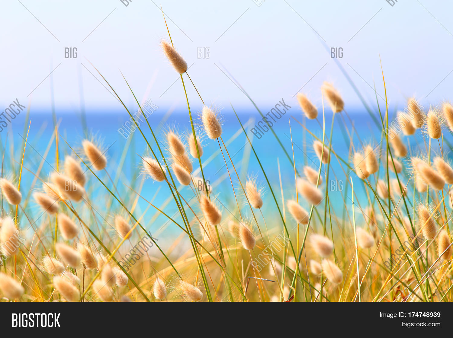 Bunny Tails Grass Image & Photo (Free Trial) Bigstock