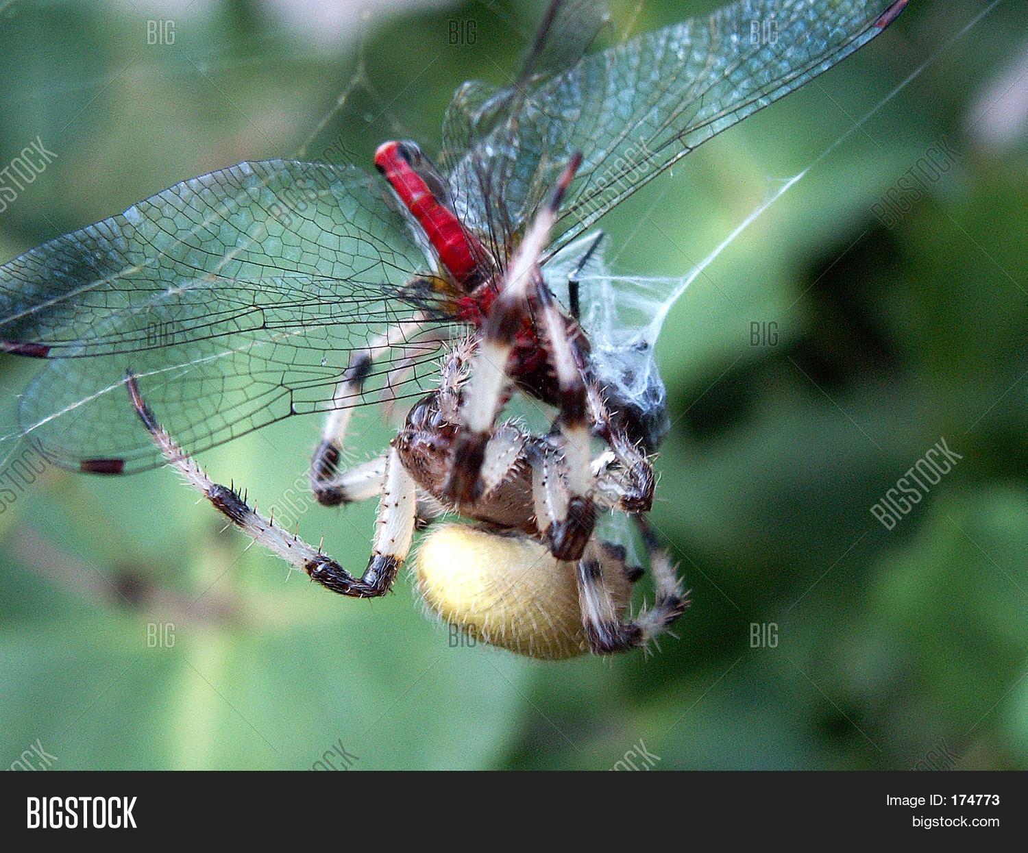 Spider Eating Image & Photo (Free Trial) Bigstock