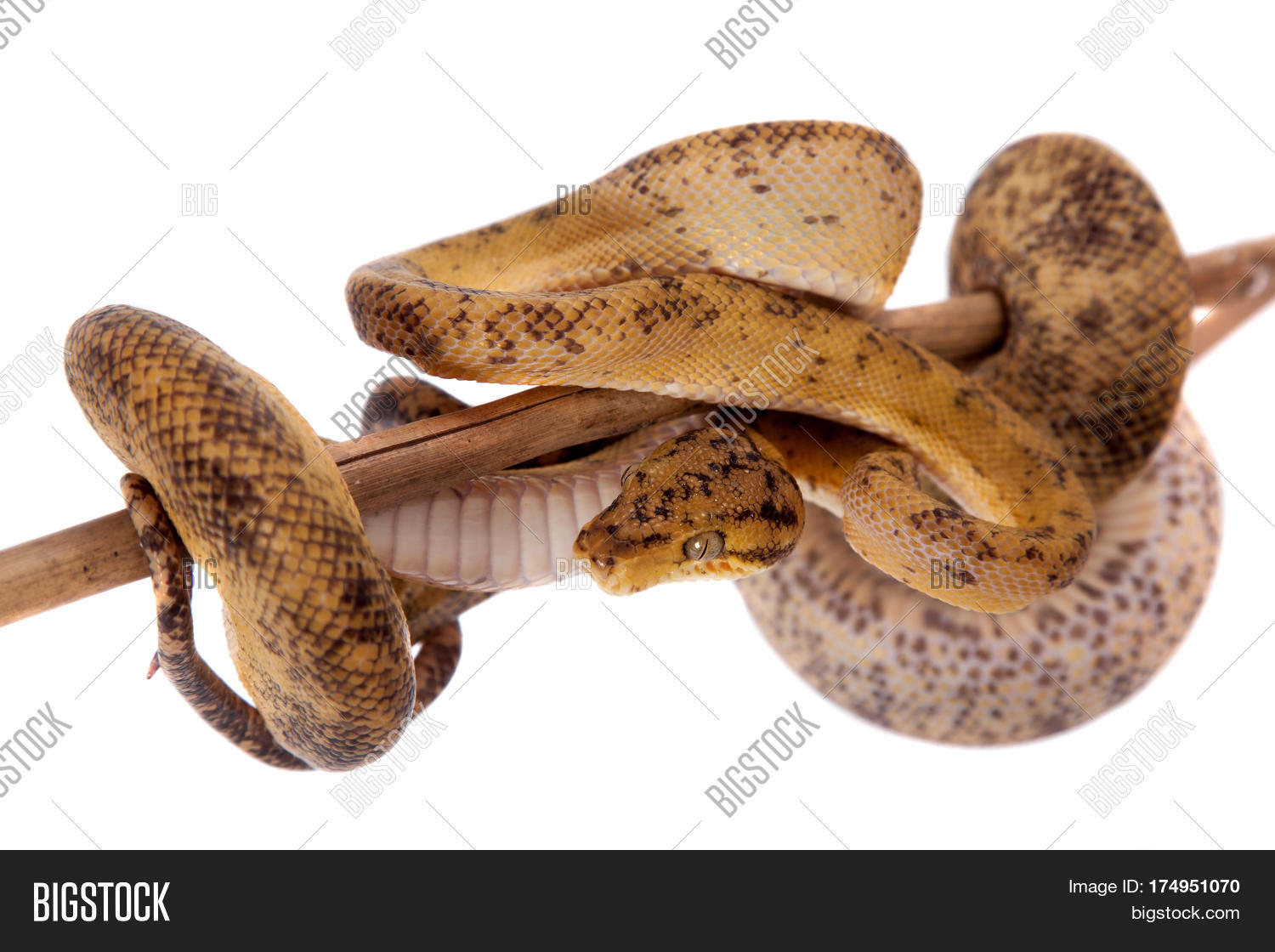 Red Amazon Tree Boa, Image & Photo (Free Trial) Bigstock