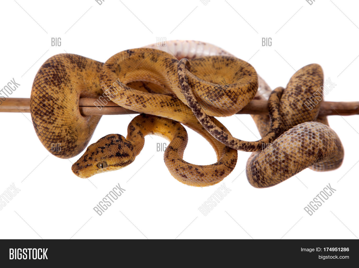 Red Amazon Tree Boa, Image & Photo (Free Trial) Bigstock