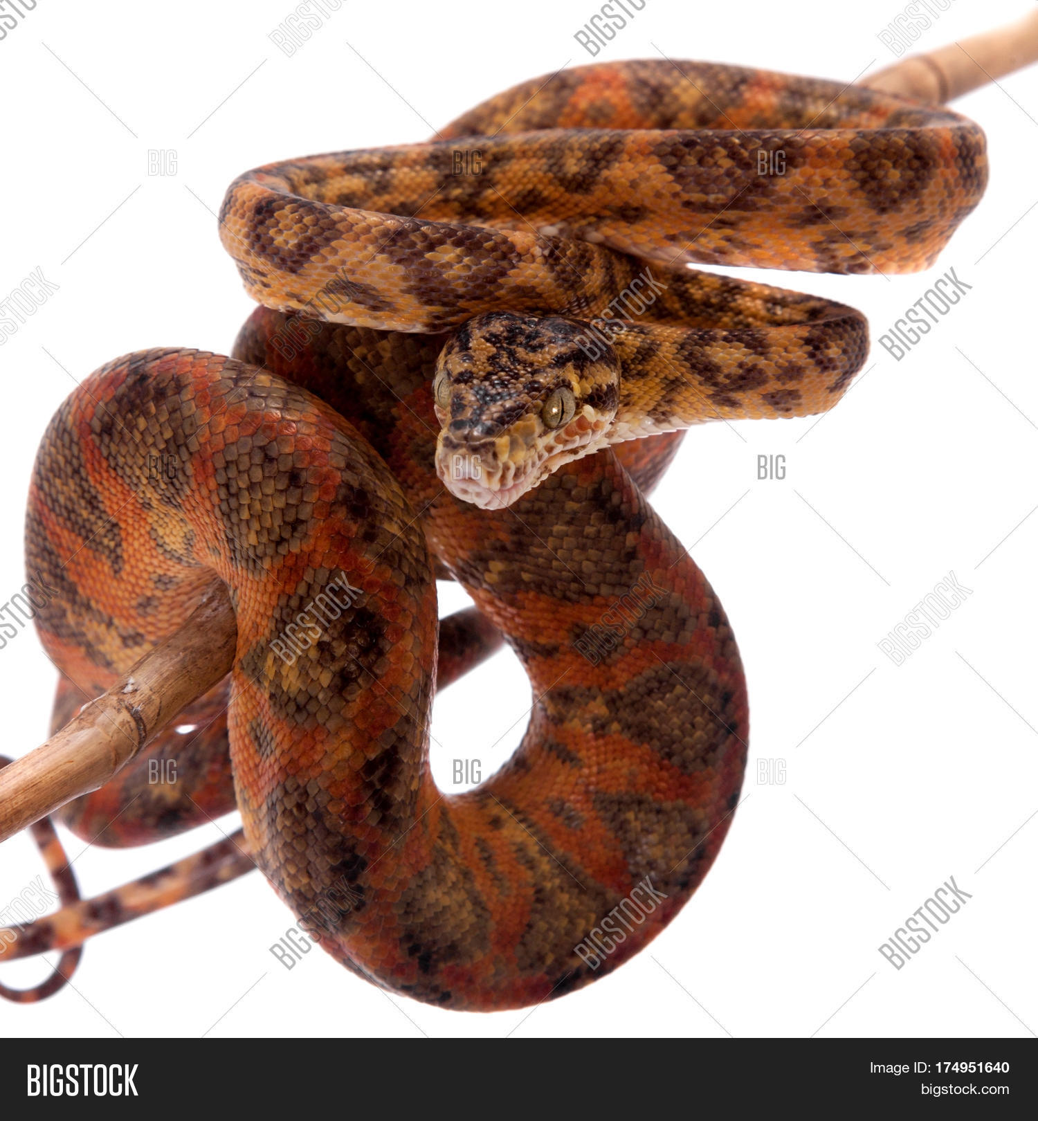 Red Amazon Tree Boa, Image & Photo (Free Trial) Bigstock