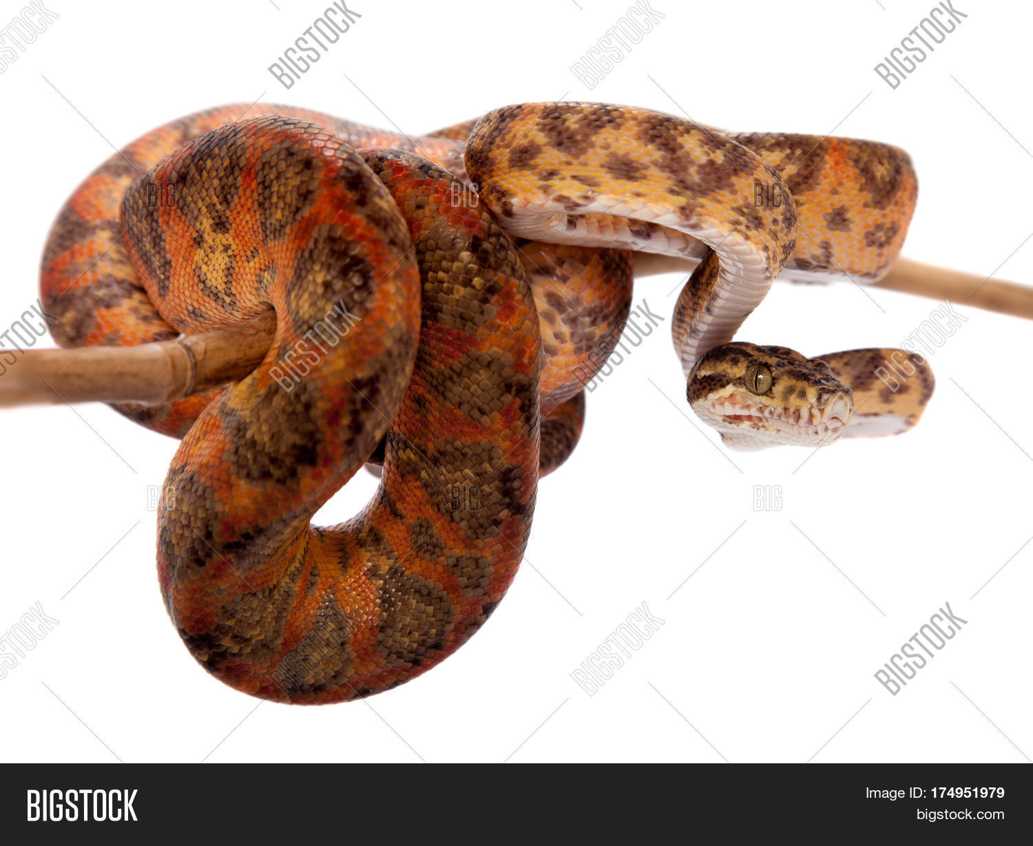 Red Amazon Tree Boa, Image & Photo (Free Trial) Bigstock