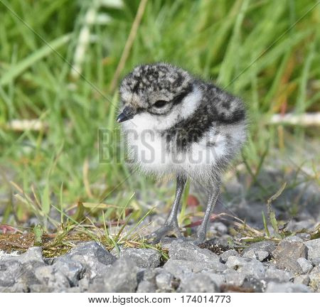 Very cute Ringed Plover chick photographed in Iceland