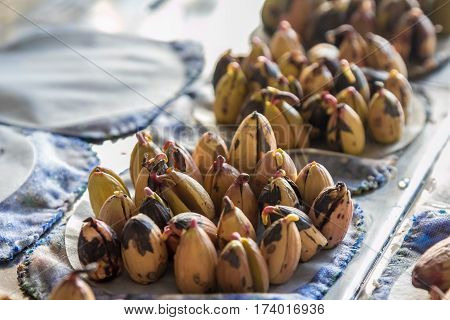 Sprouting acorns breeding hybrids of English oak (Quercus robur L.) in a plant cell