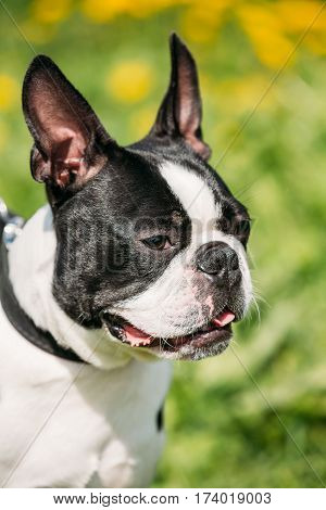 Close Up Portrait Of Funny Young Boston Bull Terrier Dog Outdoor In Green Spring Meadow With Yellow Flowers. Playful Pet Outdoors.