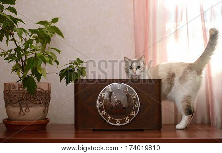 Vintage old clock in a wooden case with a glass cover standing on a wooden surface next to the pot of a potted flower and funny cat