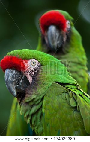 Green military macaw (Ara militaris).