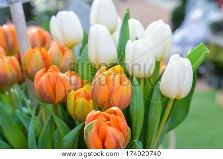 Orange and white tulips in a vase. Spring concept.