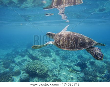 Tropical lagoon with sea animals - corals fishes and green turtle. Sea turtle swimming underwater. Exotic island seashore nature. Undersea landscape with sea bottom and tortoise. Lovely marine animal