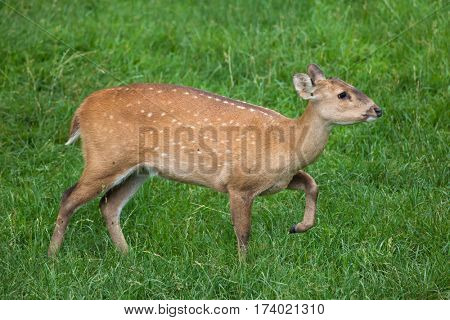 Indian hog deer (Hyelaphus porcinus).