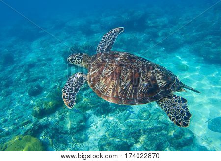 Sea turtle closeup undersea photo. Green turtle in sea water. Ecosystem of tropical seashore. Snorkeling with turtle image. Underwater landscape with sea animal. Green sea tortoise in blue water