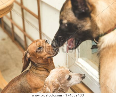 Dauchsund Dogs Playing