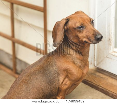 Dauchsund Dog Waiting Outside